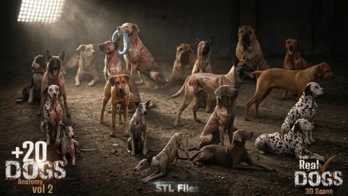 Dogs Anatomy Vol 2