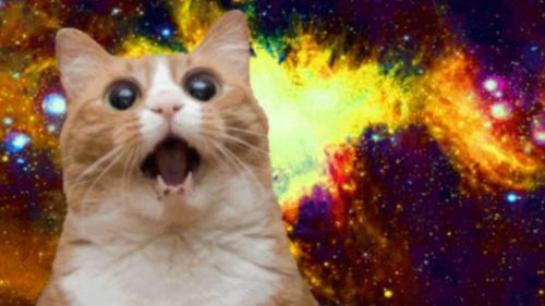 Jokes - And a few cat memes