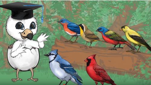 BirdWiser - "A fun and scientific card game about birds!"
