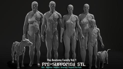 3D Anatomy Family Vol.1 STL