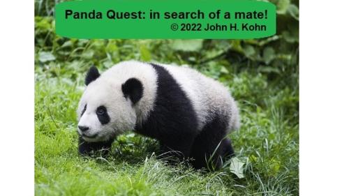 Panda Quest: in search of a mate! (PnP & Manufactured)