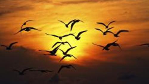 Rare Birds